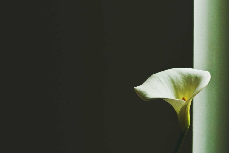 Eligendi sed beatae omnis dolores harum